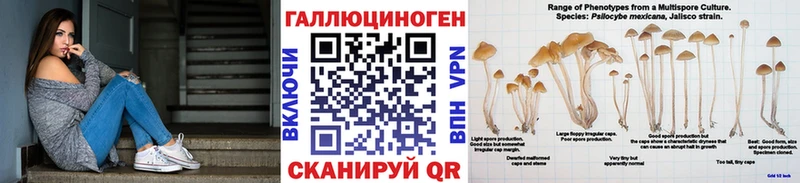закладка  Шарья  Псилоцибиновые грибы Psilocybine cubensis 